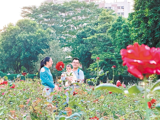 東湖公園玫瑰花艷麗綻放。