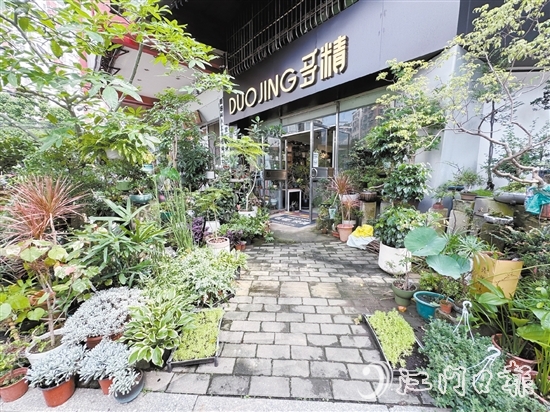 “多精植物”的門(mén)口錯(cuò)落有致地?cái)[放著形態(tài)各異的植物。