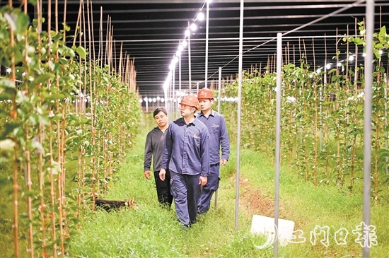 恩平供電局到農(nóng)戶的百香果園開展安全隱患排查。
