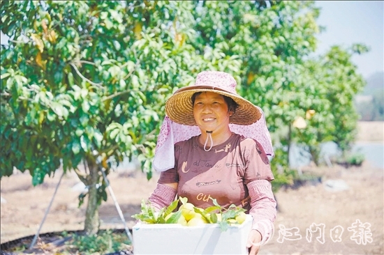 宅梧鎮(zhèn)鳳鳴谷果園的黃晶果迎來第二輪豐收。