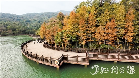 新會(huì)石澗公園大石頭風(fēng)景區(qū)的紅羽杉已陸續(xù)變紅。