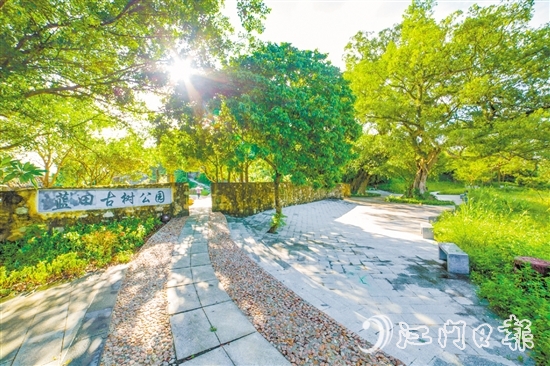 藍(lán)田古樹公園。
