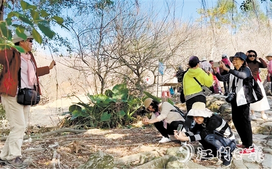 游客在欖坑梅花谷賞梅、拍照。