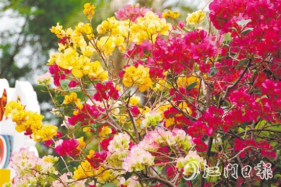 東湖公園種植了多個(gè)簕杜鵑品種。