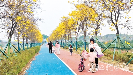 新會英洲海碧道兩旁的黃花風(fēng)鈴吸引了不少市民和游客。