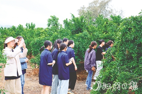 港澳學(xué)子們?cè)谏澈?zhèn)和平村的茶枝柑種植基地深入了解恩平茶枝柑產(chǎn)業(yè)的發(fā)展現(xiàn)狀。