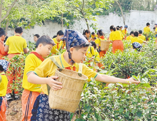 學(xué)生們手持竹簍，穿梭于翠綠茶壟間，嚴(yán)格按照“一芽一葉”的標(biāo)準(zhǔn)采摘茶青。