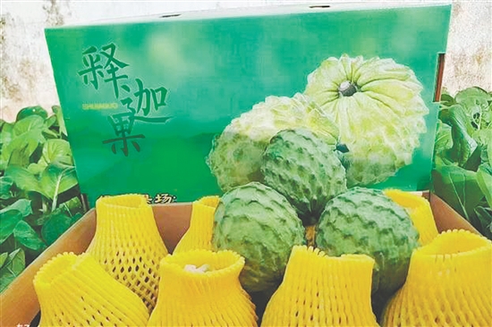 昆中村聚力發(fā)展釋迦果種植，走出“甜蜜致富路”。