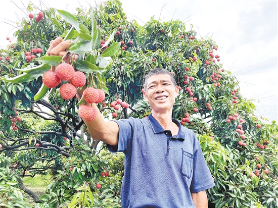 今年宅梧荔枝大豐收，總產(chǎn)量預(yù)計(jì)約250萬(wàn)公斤。