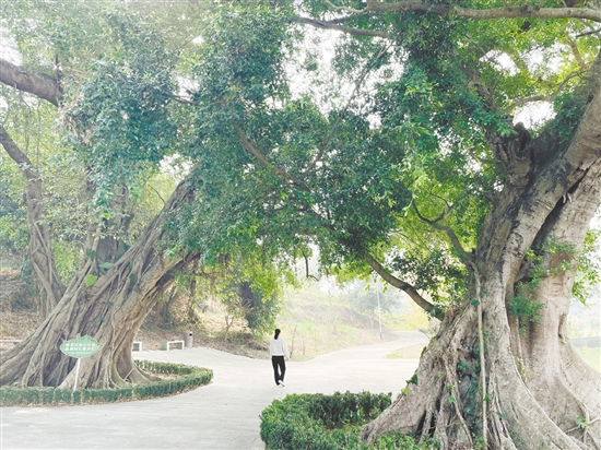 各級(jí)在藍(lán)田村投入約200萬(wàn)元完成古樹公園建設(shè)、村道改造及村容村貌整治，提升古村風(fēng)貌。