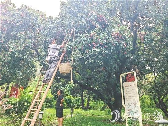 沙崗村的村民忙著摘荔枝。