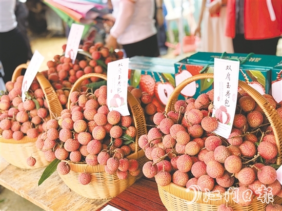 北陡鎮(zhèn)的雙肩玉荷包荔枝錯峰上市。
