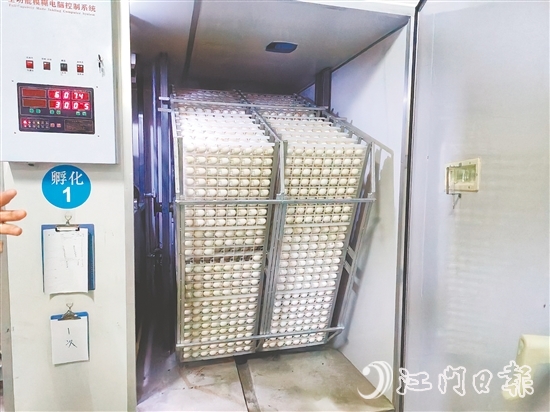 馬岡鵝苗孵化中心配備鵝苗孵化機(jī)40臺，年孵化總量達(dá)到400萬只，年產(chǎn)值超過1.2億元。