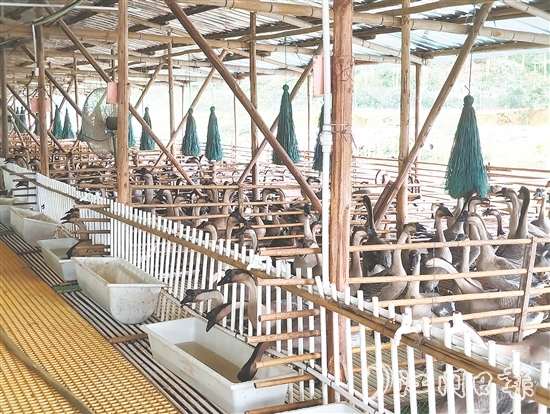 馬岡鵝從田間地頭的“土特產(chǎn)”升級為市場認(rèn)可的“金招牌”。