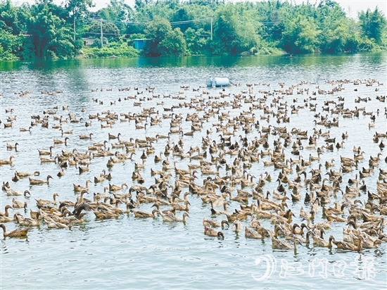 赤水鎮(zhèn)以麻鴨為起點(diǎn)，走特色鮮明的鄉(xiāng)村振興路。