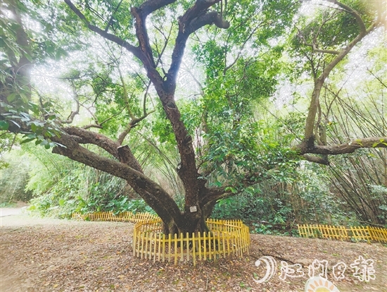 在人大監(jiān)督推動(dòng)下，開(kāi)平市368棵古樹(shù)全部登記在冊(cè)，掛上保護(hù)牌。