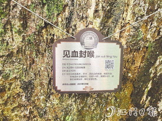 大沙鎮(zhèn)在人大代表推動(dòng)下，為見(jiàn)血封喉樹(shù)制訂專(zhuān)項(xiàng)保護(hù)方案，建立古樹(shù)“健康臺(tái)賬”。